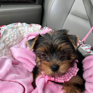 Meet your Posher, Donna